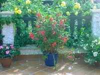 2004.09.23 (5).webp