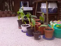 jpg2.webp