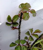 stachelig.webp