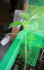 tomaten vereinzeln.webp