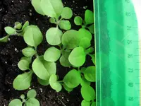 tabak vereinzeln.webp