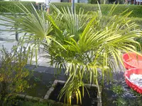Hanfpalme.webp
