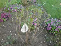 johannisbeere1.webp