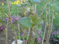 johannisbeere2.webp