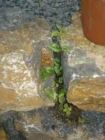 Bepflanzung Natursteinmauer.webp
