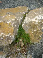 Bepflanzung Natursteinmauer 3.webp