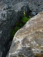 Bepflanzung Natursteinmauer 6.webp