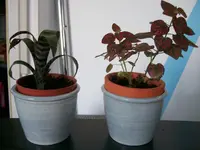 pflanzen01.webp