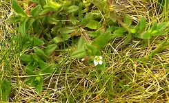 IMAGE0010a-a.webp