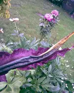 blüte.webp