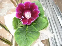 unbekannte.webp