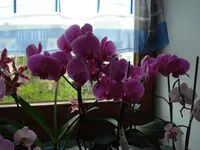 DSC03786.webp