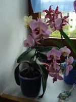 DSC03788.webp
