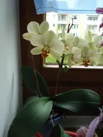 DSC03789.webp