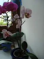 DSC03790.webp