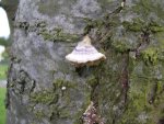 pilz.JPG