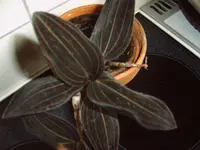 IMG00002.webp