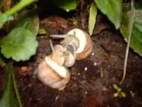 Schnecken.webp