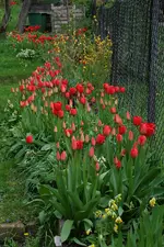 Tulpen.webp