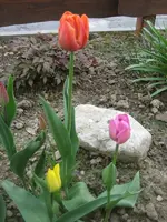 IMG_0240.webp