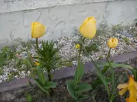 tulpe-gelb.webp