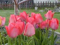 tulpe-hellrot.webp