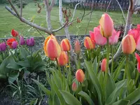 tulpe-orange.webp
