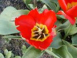 tulpe-rot.JPG