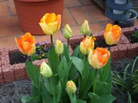 April 2008 038.webp
