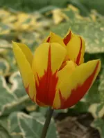 CIMG3393.webp