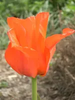 CIMG3397.webp