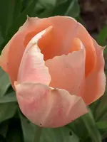 CIMG3403.webp