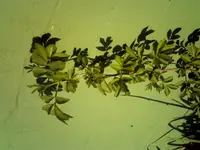 CRIM0045.webp CRIM0045.webp