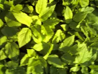 CRIM0057.webp CRIM0057.webp