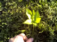 CRIM0058.webp CRIM0058.webp