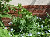 Bild 241.webp