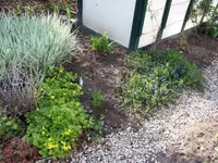 gras und bodendecker.webp