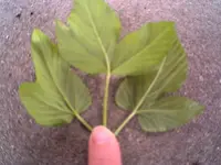 CRIM0063.webp