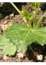 garten2.webp