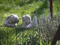 Engel.webp