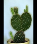 fc_4371-Kaktus.jpg