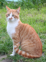 katze.webp