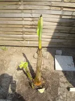 CIMG5055.webp