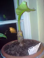 DSC00038.webp