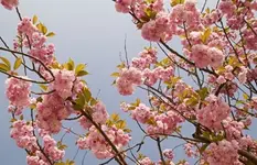 japanische kirsche.webp