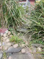 STA60003.webp