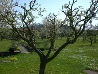 Garten04-2008 012.webp