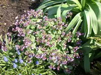 Garten04-2008 018.webp