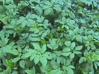 DSC00033.webp