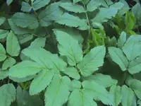 DSC00034.webp